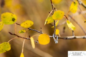 Littleton couple photographer Meyer Ranch Colorado aspen trees yellow leaves proposal engaged engagement photo session proposed future husband and wife dog diamond ring wedding photography